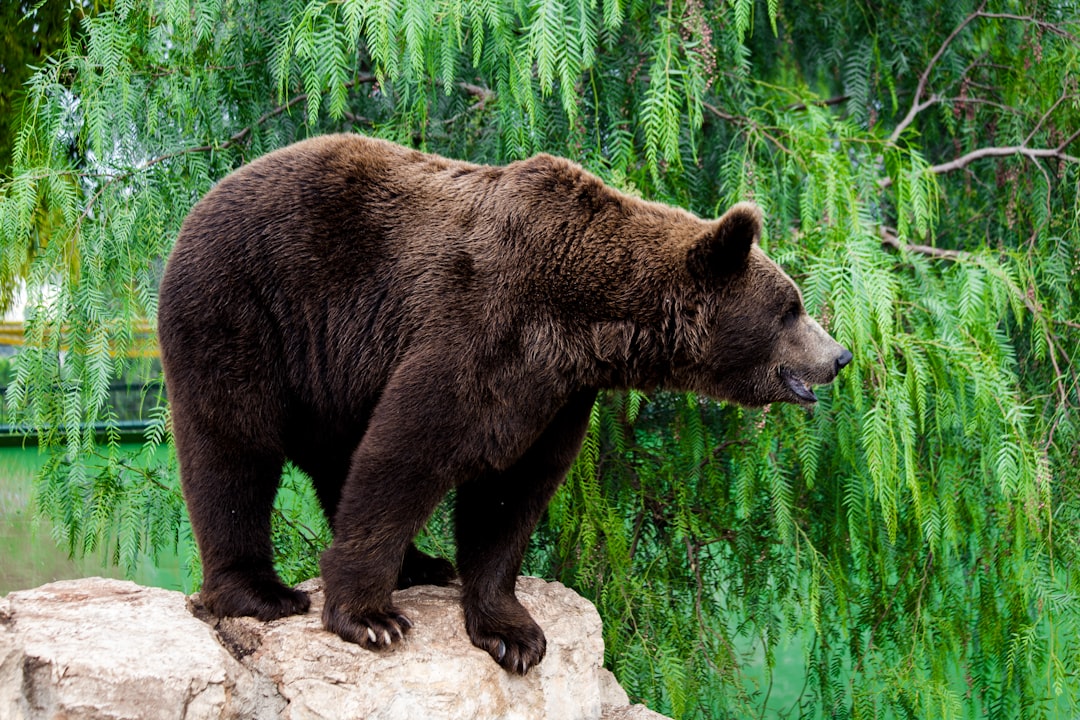 stock market business cycle chart 2026 economic phases bull bear
