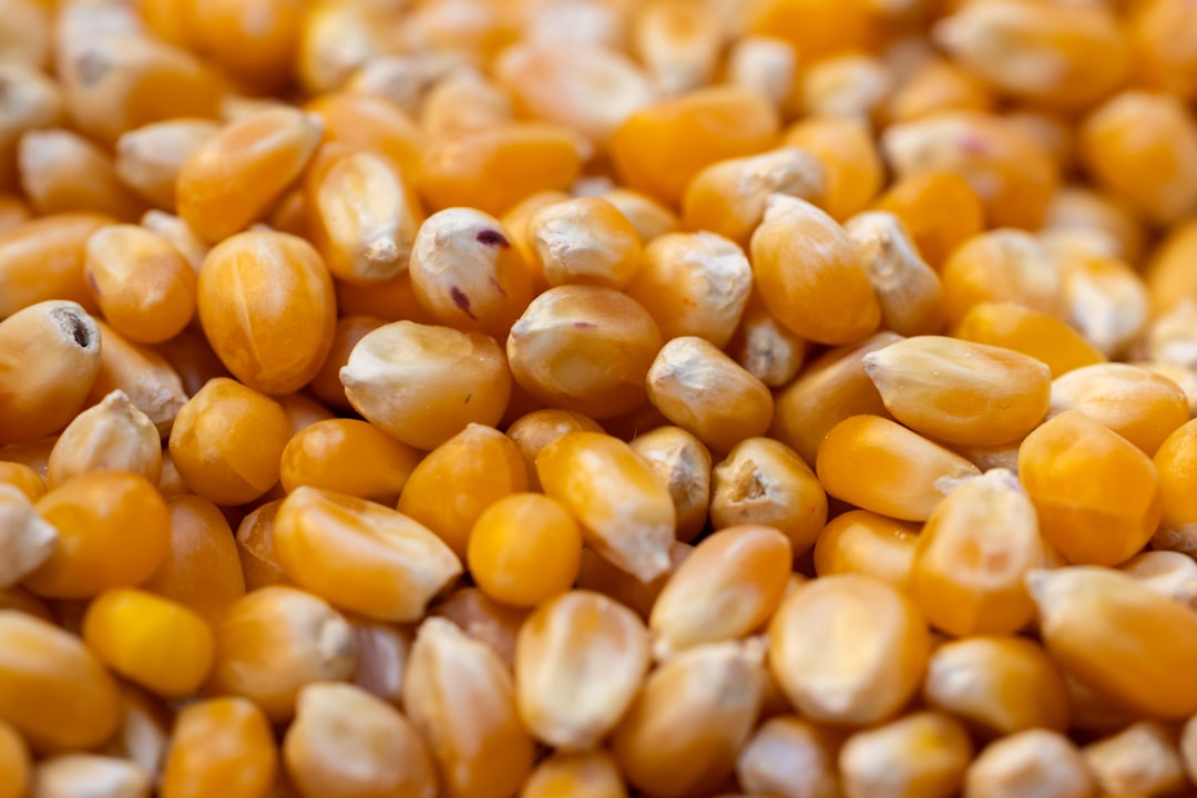 agricultural commodities investment wheat corn soybean market