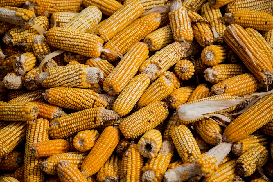 agricultural commodities trading wheat corn soybeans global market 2026