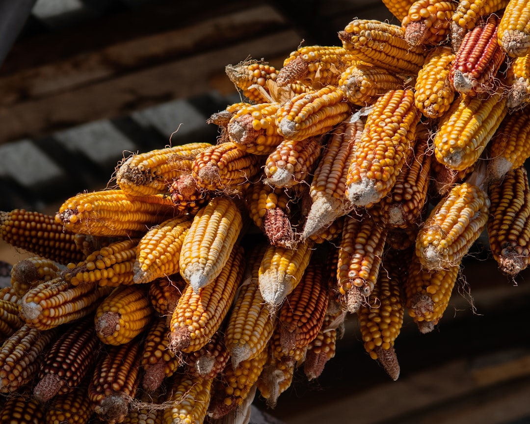 agricultural commodities futures trading market chart