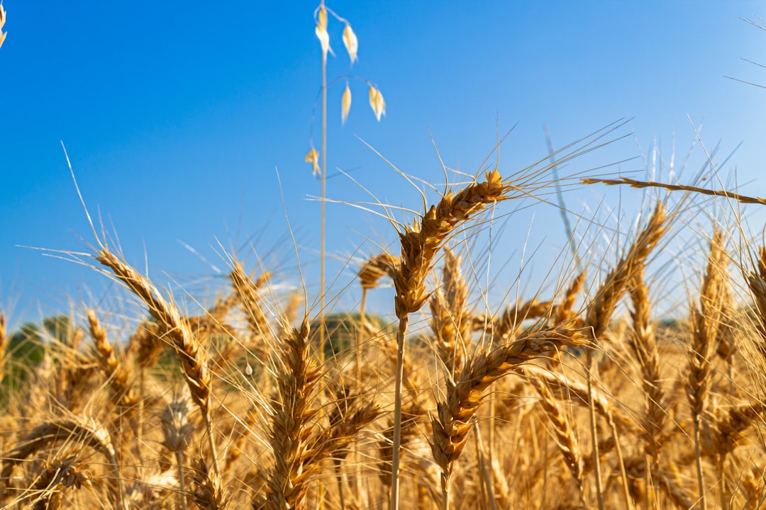 agricultural commodity trading, wheat soybean corn market charts 2026