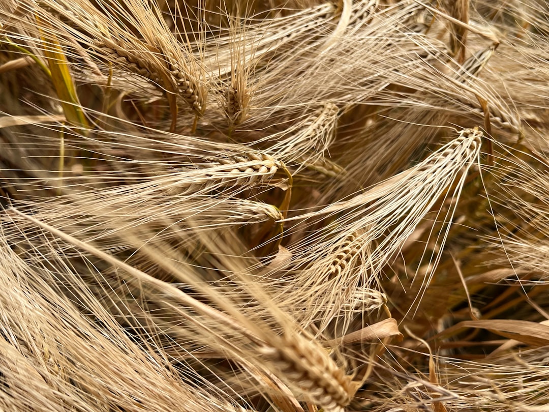 gold copper wheat futures ETF investment strategy 2026