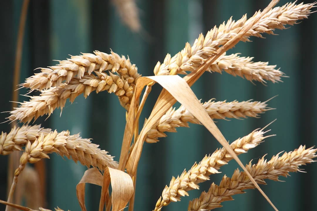 commodity futures trading charts oil gold wheat 2026